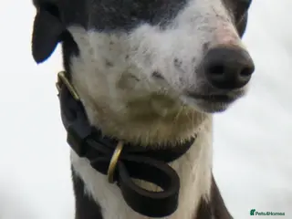 Mixed Breed dogs 🔥 Whippet Bull Wheaten Greyhound Puppies 🔥 - Advert 3