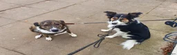 Border Collie dogs for sale: Border Collie - Advert 21