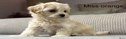 Maltipoo dogs for sale: A BEAUTIFUL ARRAY OF COLOURS AND LOVELINESS  - Advert 23