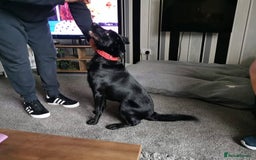 Labrador Retriever dogs for adoption: Meet Bonnie – In Ayr Looking for a home <3  - Image 2