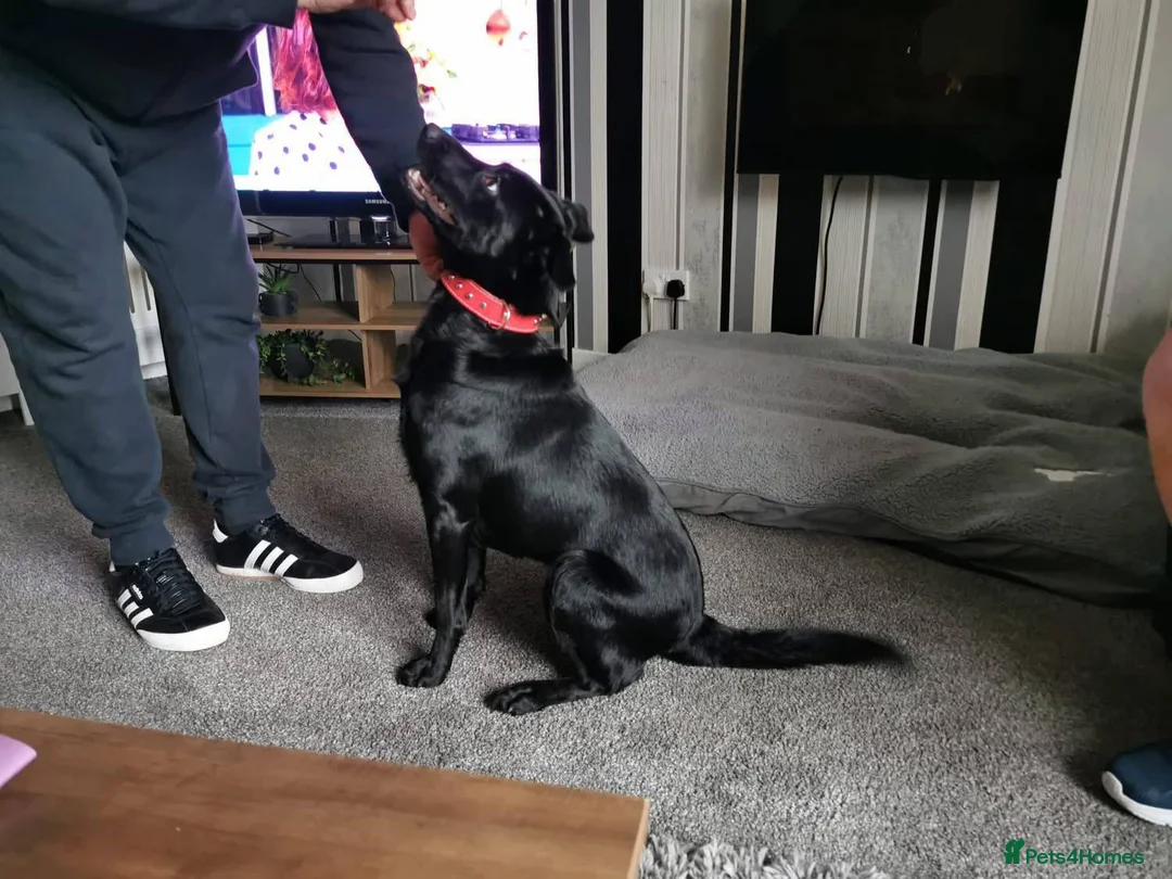 Labrador Retriever dogs for adoption: Meet Bonnie – In Ayr Looking for a home <3  - Advert 2