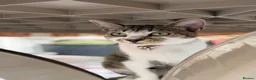 Domestic Shorthair cats for sale: Female Cat Our lucky queen  - Advert 2
