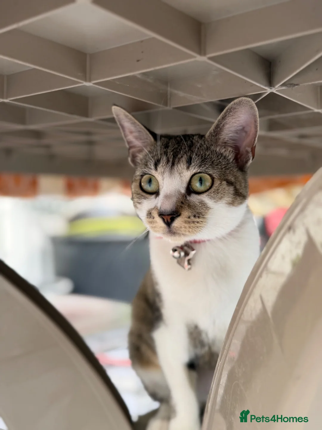 Domestic Shorthair cats for sale: Female Cat Our lucky queen  - Advert 2