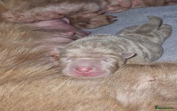 Shar Pei dogs for sale: Male Shar peis - Image 13
