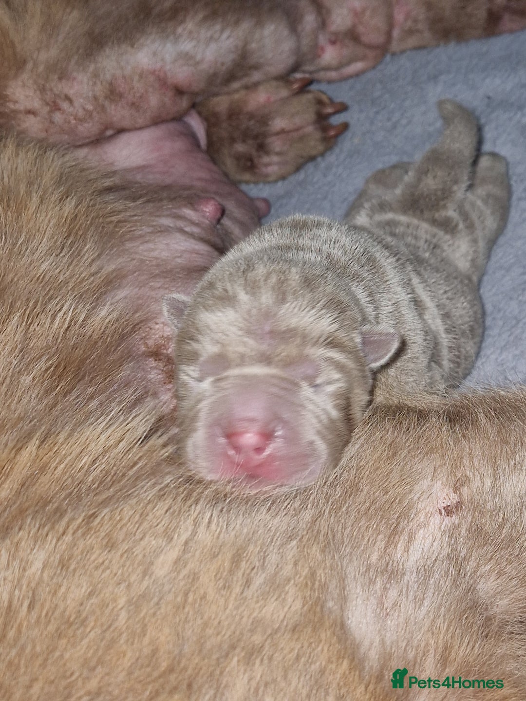 Shar Pei dogs for sale: Male Shar peis - Image 13