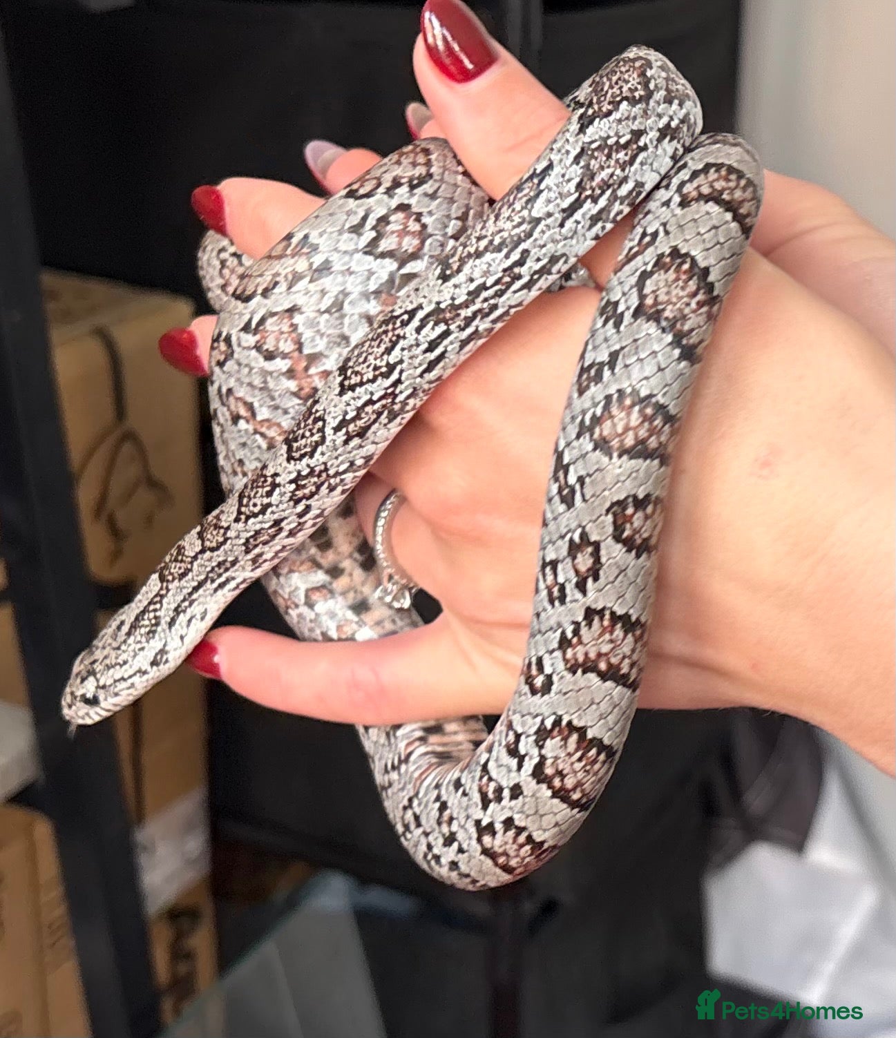 Corn Snake reptiles Gorgeous Cinder Corn Snake and full set up - Advert 1