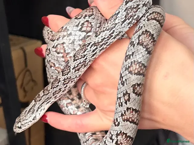 Corn Snake reptiles Gorgeous Cinder Corn Snake and full set up - Advert 1