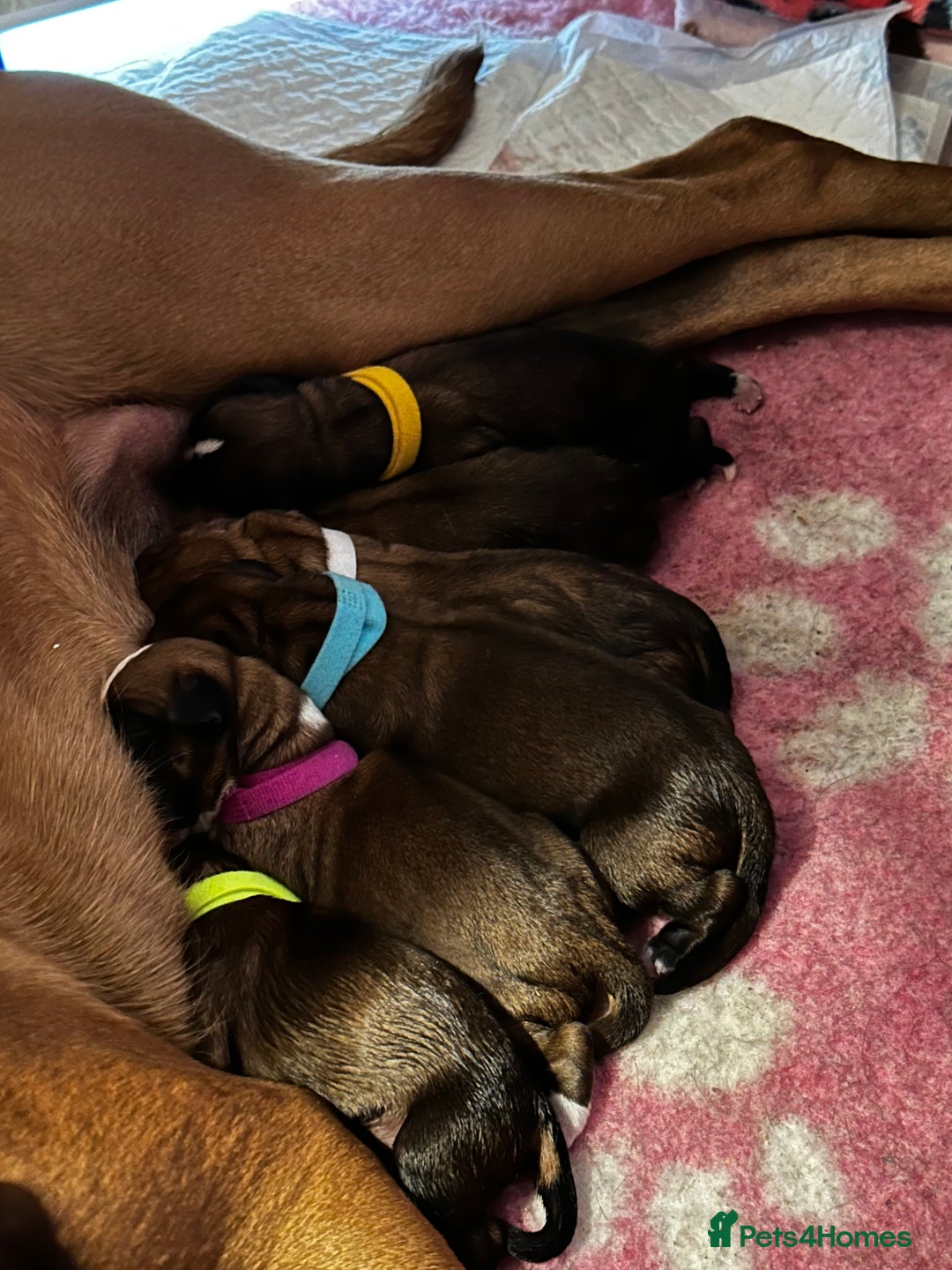 Boxer dogs for sale: Boxer Puppies KC registered  - Image 7