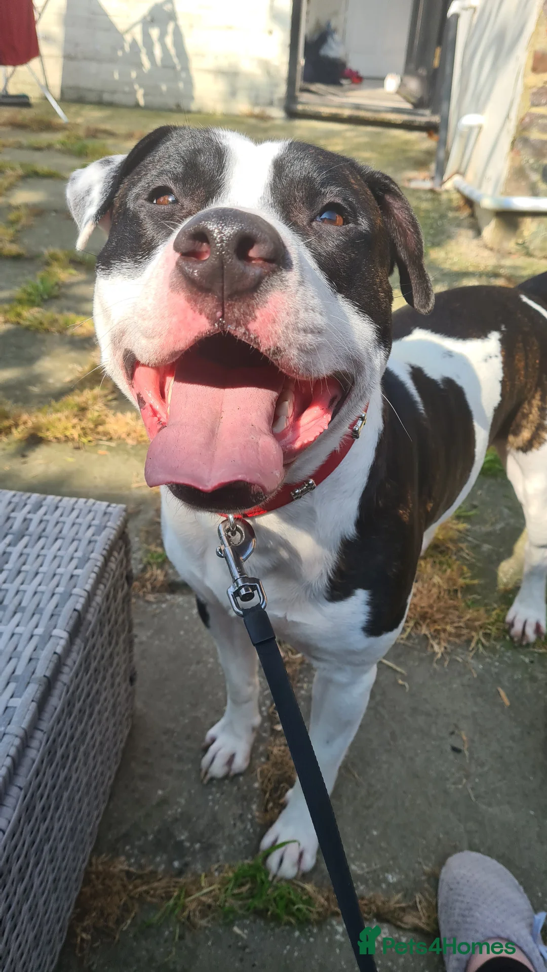 Staffordshire Bull Terrier dogs for stud: Albert the staffy  in Orpington - Advert 10