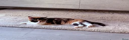 Domestic Shorthair cats for sale: Beautiful Calico short haired domestic kitten  in Poole - Advert 7
