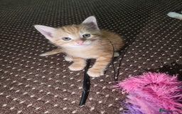 Mixed Breed cats for sale: Looking for forever home - Image 6
