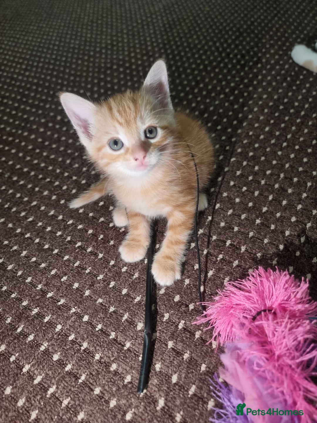 Mixed Breed cats for sale: Looking for forever home - Image 6