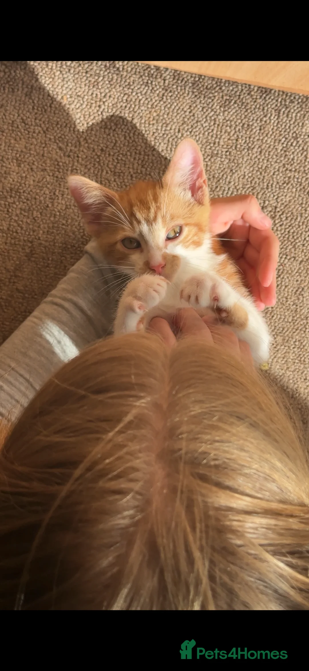 Mixed Breed cats for sale: 2 playfull cute kittens  - Advert 6