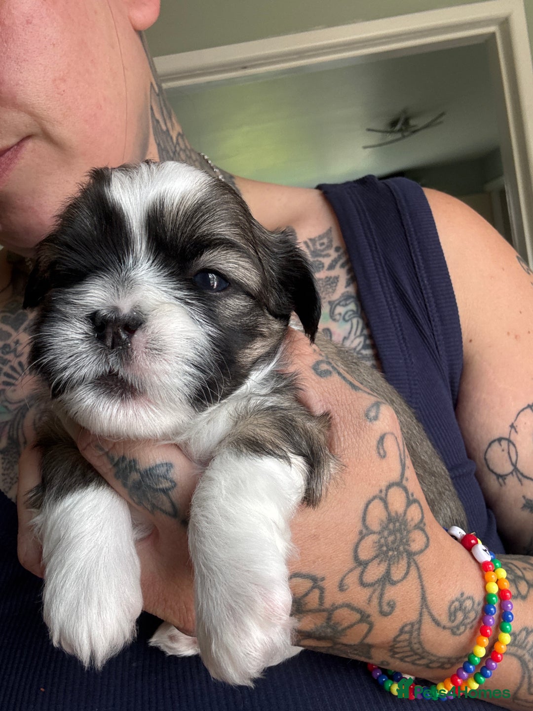 Lhasa Apso dogs for sale: 6 beautiful Lhasa Apso puppies - Image 17