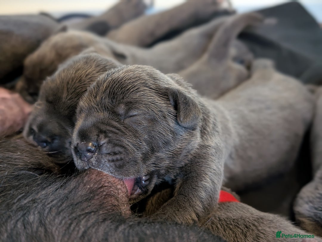 Cane Corso dogs for sale: European cane corsos  - Image 7