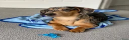 Dachshund dogs for sale: 7 year old Dachshund in Winsford - Advert 4