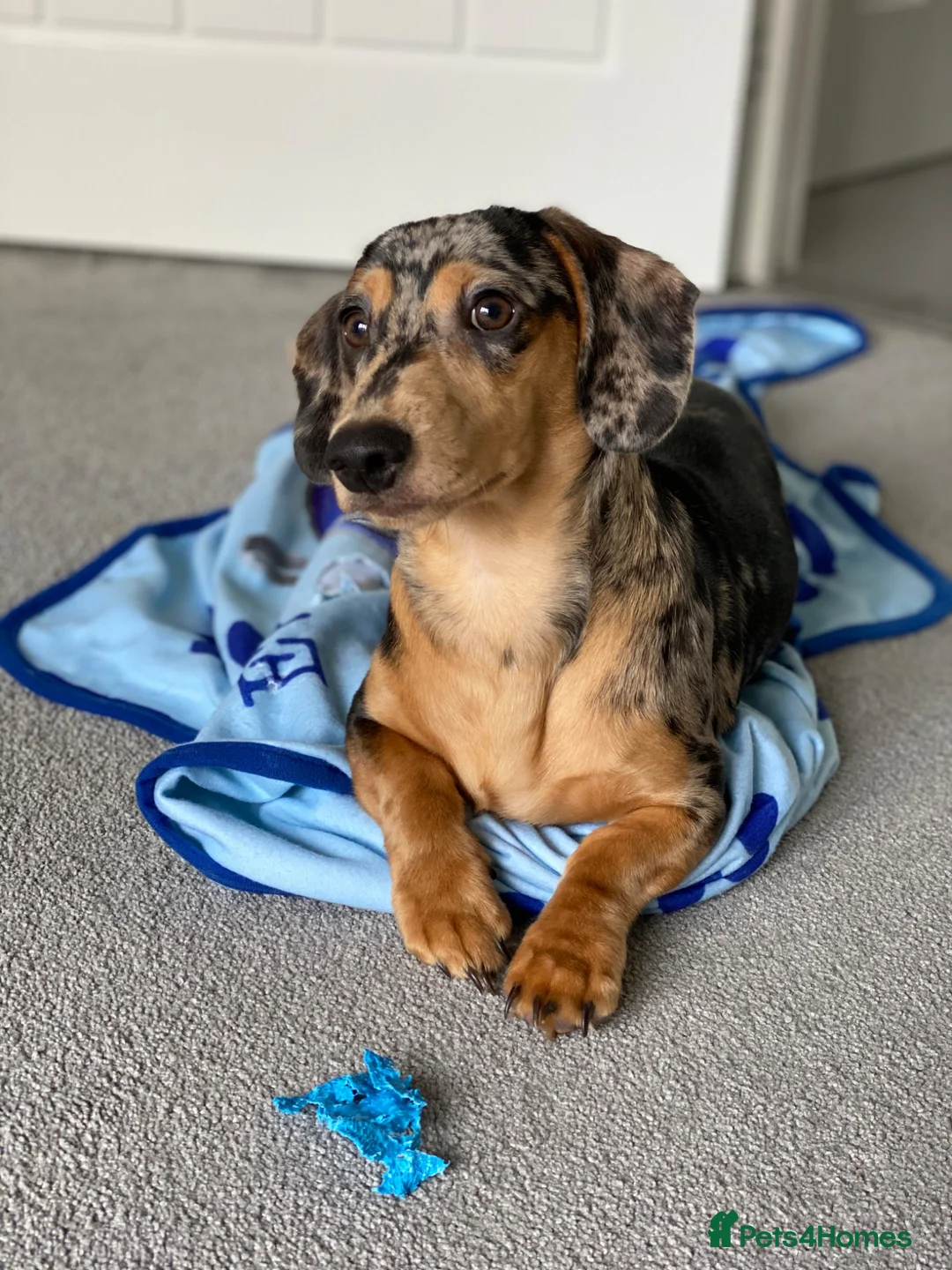 Dachshund dogs for sale: 7 year old Dachshund in Winsford - Advert 4