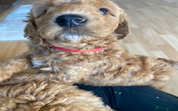 Labradoodle dogs for sale: Last two! Beautiful F3b Labradoodle Puppies - Image 24