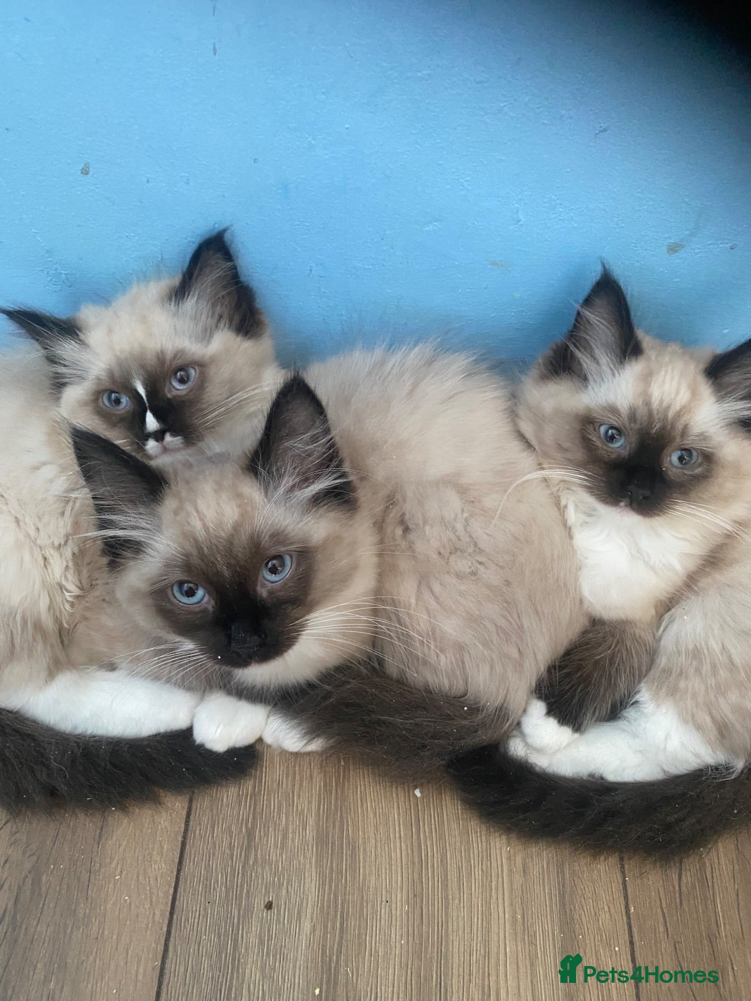 Ragdoll cats Pure Ragdoll kittens ready to leave £475 - Advert 1