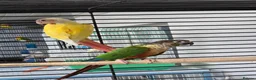 Conures birds for sale: Lutino conure proven pair - Advert 2