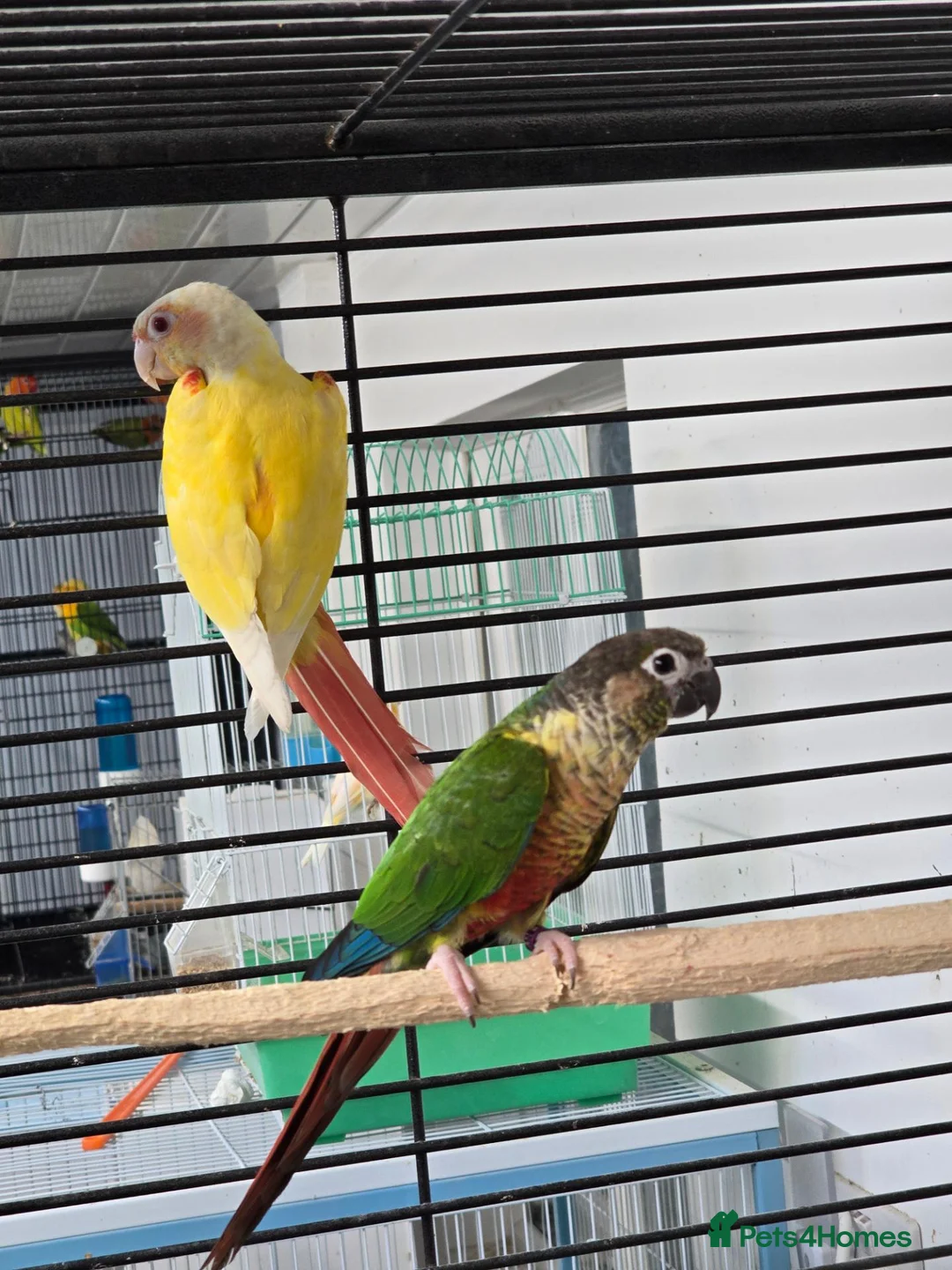 Conures birds for sale: Lutino conure proven pair - Advert 2