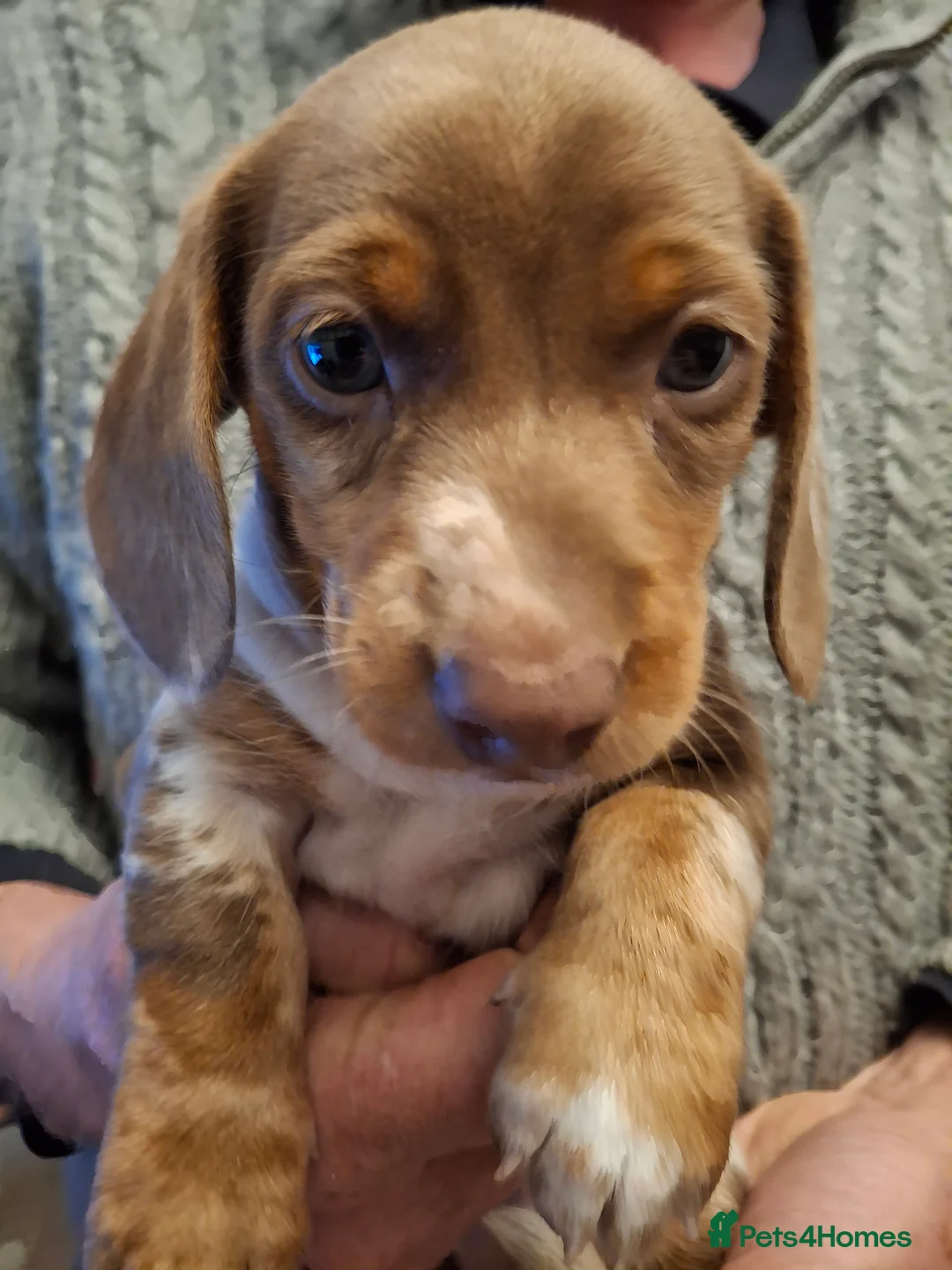 Dachshund dogs for sale: Miniature dachshund puppies  in Sittingbourne - Advert 13