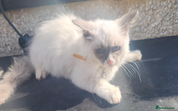 Ragdoll cats for sale: PURE BREED RAGDOLL KITTERNS - Image 10