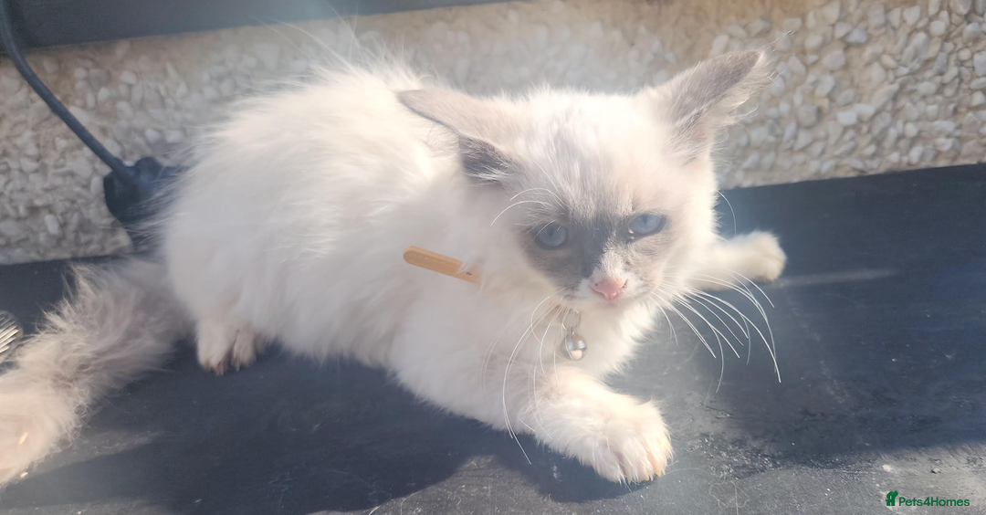 Ragdoll cats for sale: PURE BREED RAGDOLL KITTERNS - Image 10