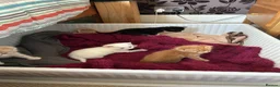 Mixed Breed cats for sale: x4 boy Kittens for sale - Advert 6