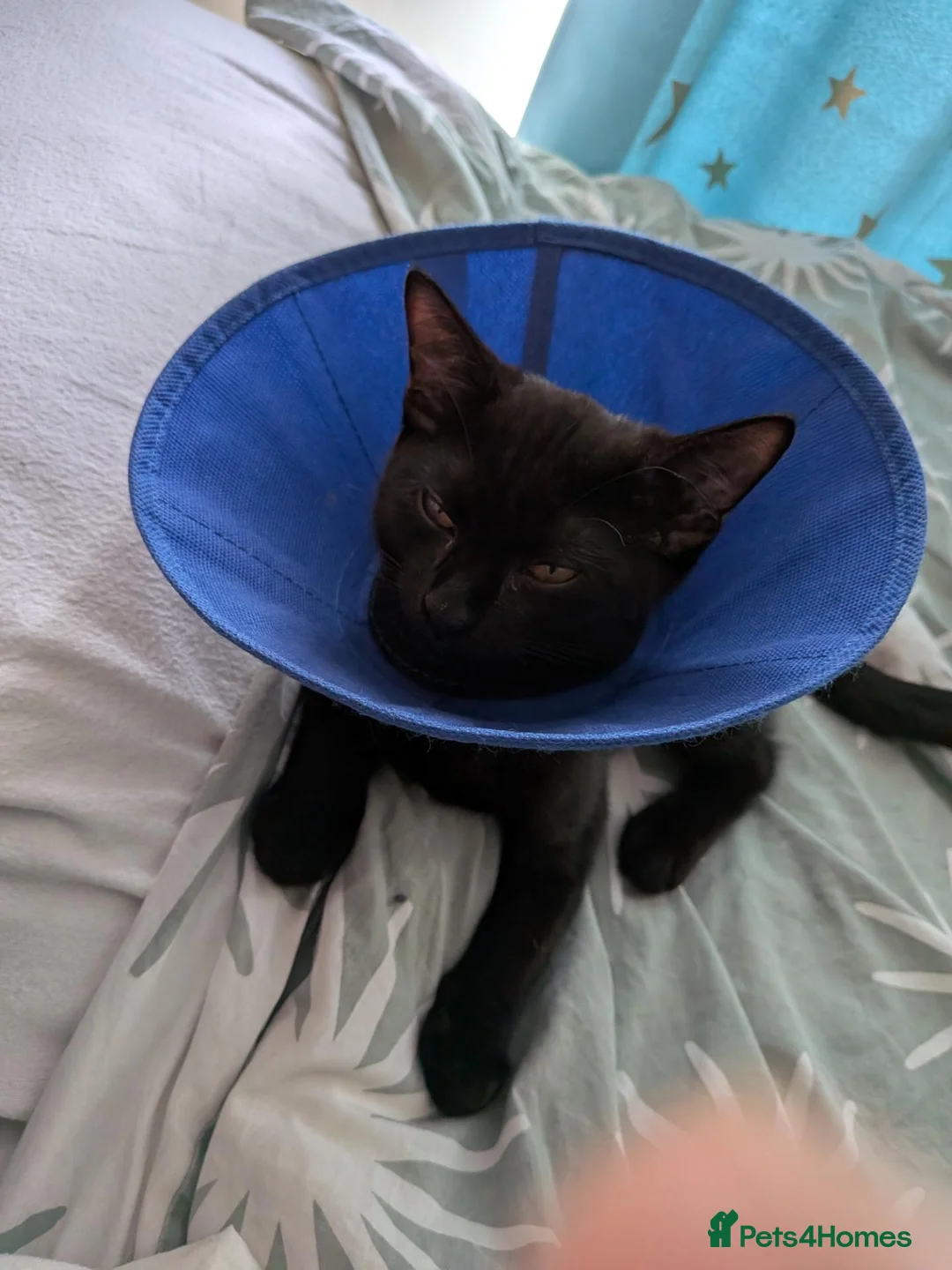 Mixed Breed cats for sale: Tiger,the black boy  - Advert 2