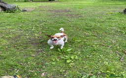 Jack Russell dogs for stud: Looking for a girlfriend  - Image 4