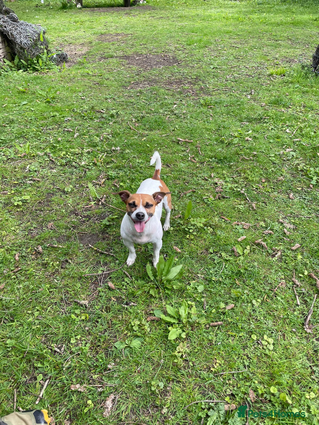 Jack Russell dogs for stud: Looking for a girlfriend  - Image 4