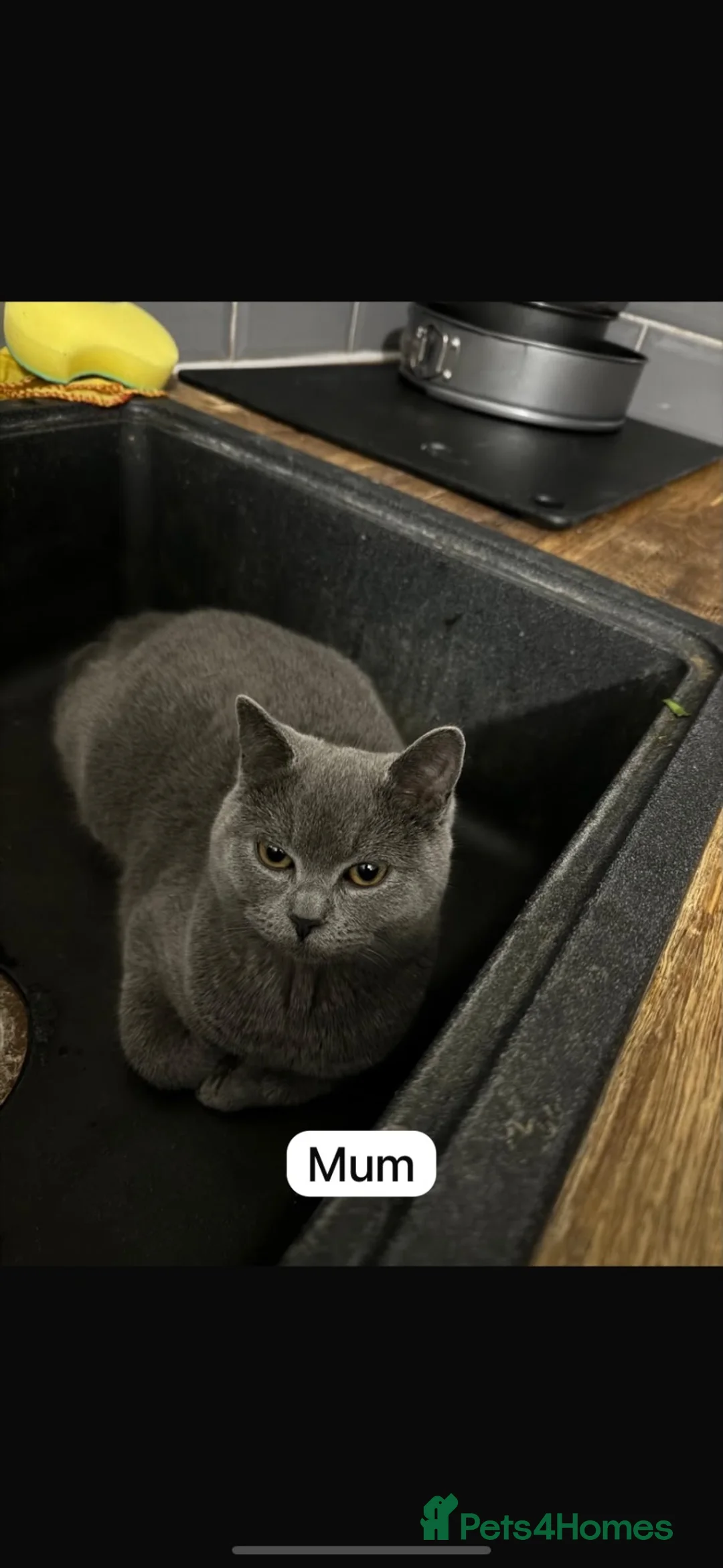 British Shorthair cats for sale: British short hair kittens - Advert 12