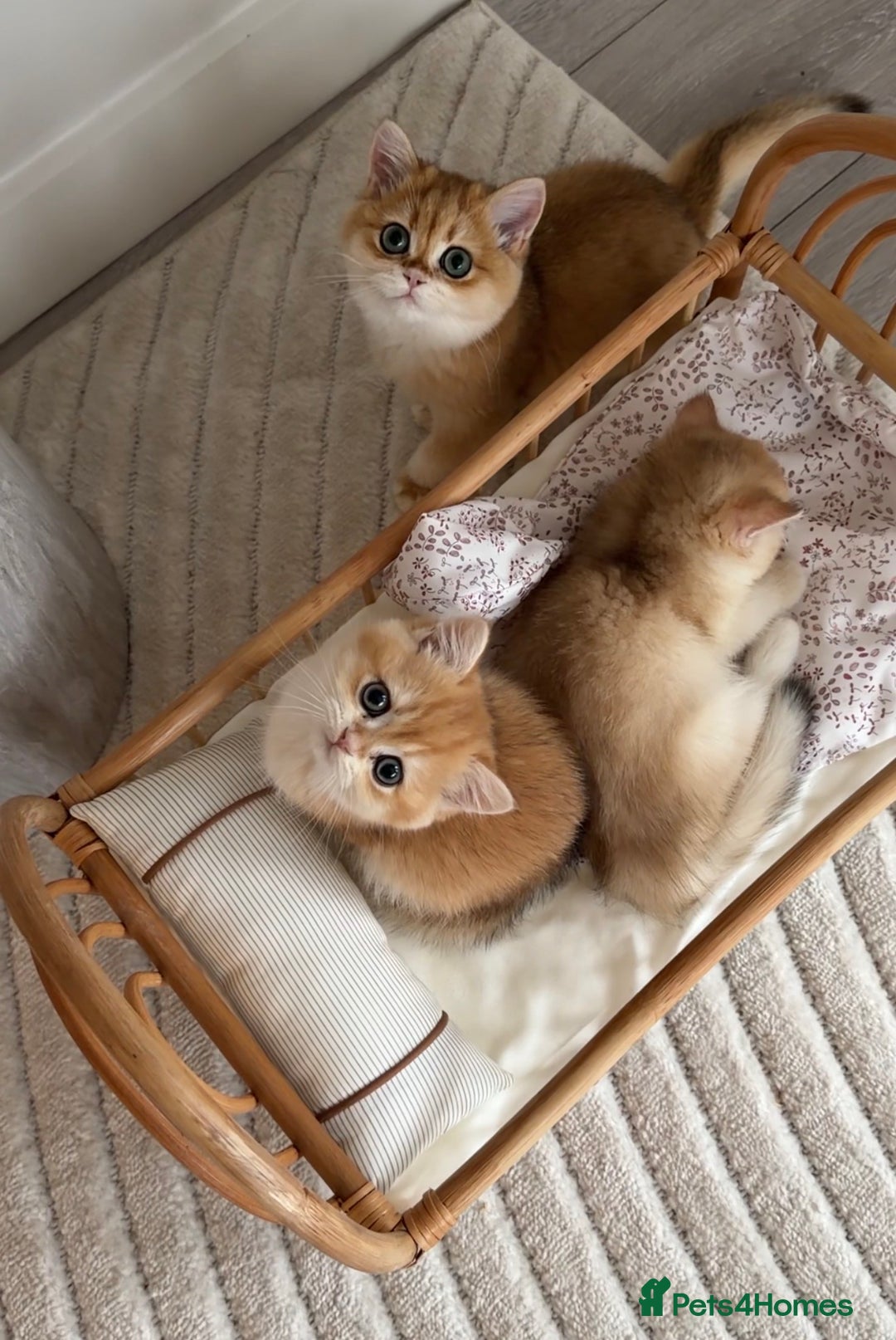 British Shorthair cats for sale: Golden British shorthair kittens - Advert 31