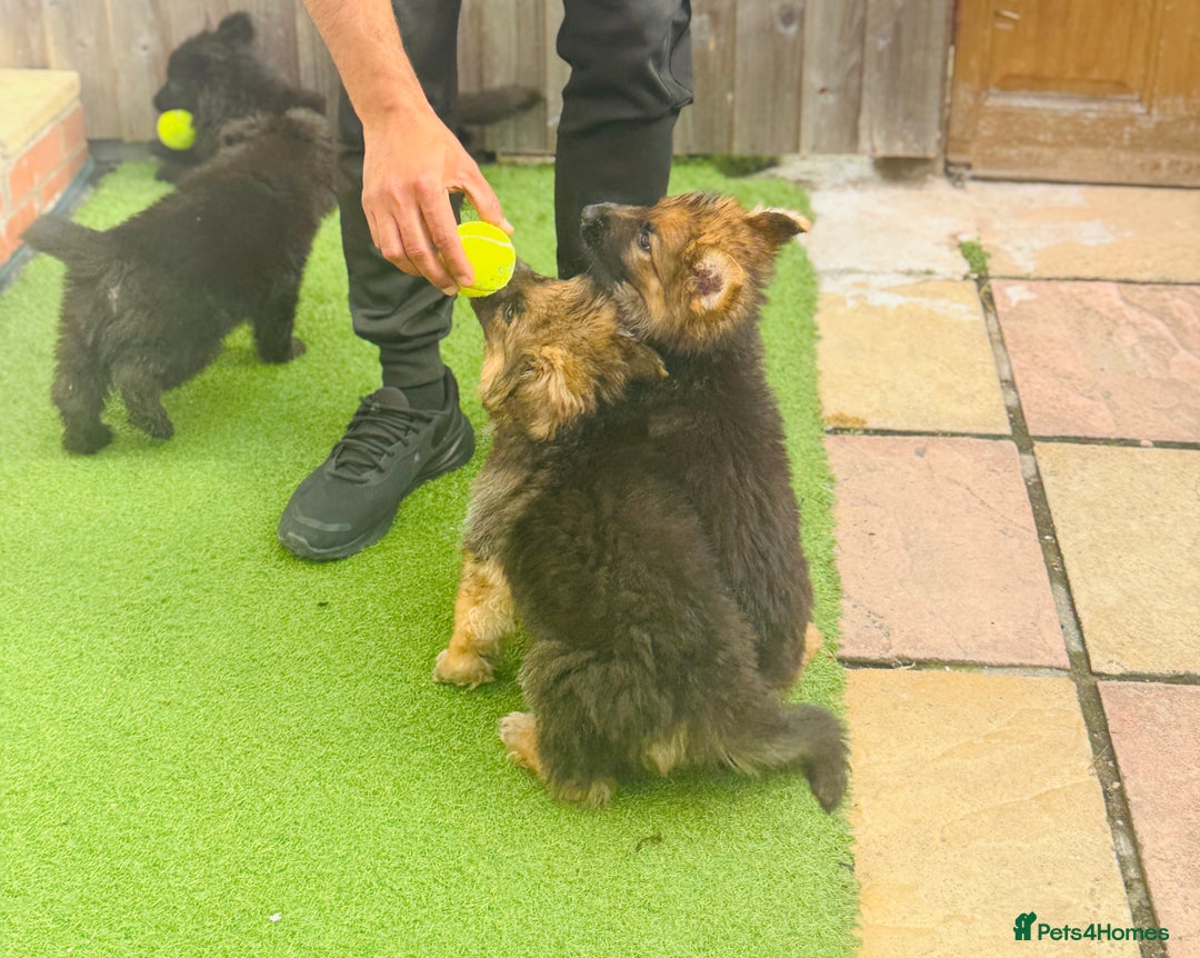 Mixed Breed dogs for sale: G.Sehepherd&white swiss Shepherd long coat puppies - Image 10