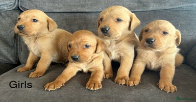 Labrador Retriever dogs - Advert 7