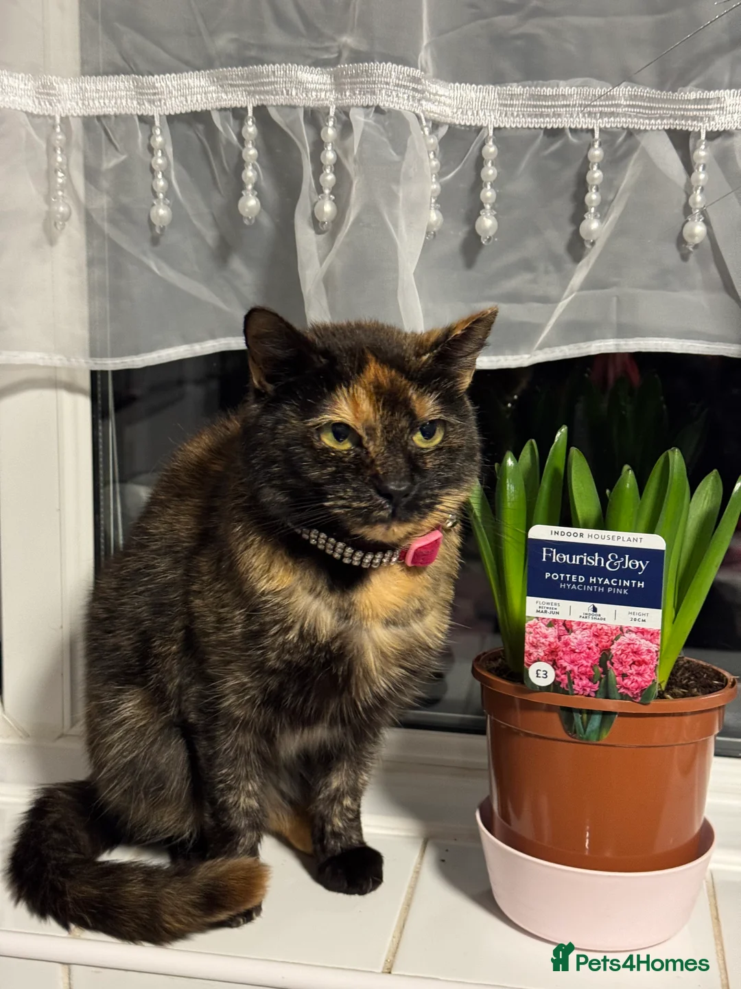 Domestic Shorthair cats for sale: Female tortoiseshell cat looking for a new home - Advert 2