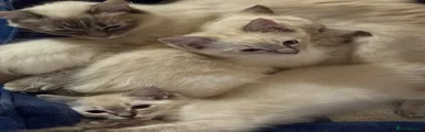 Ragdoll 4