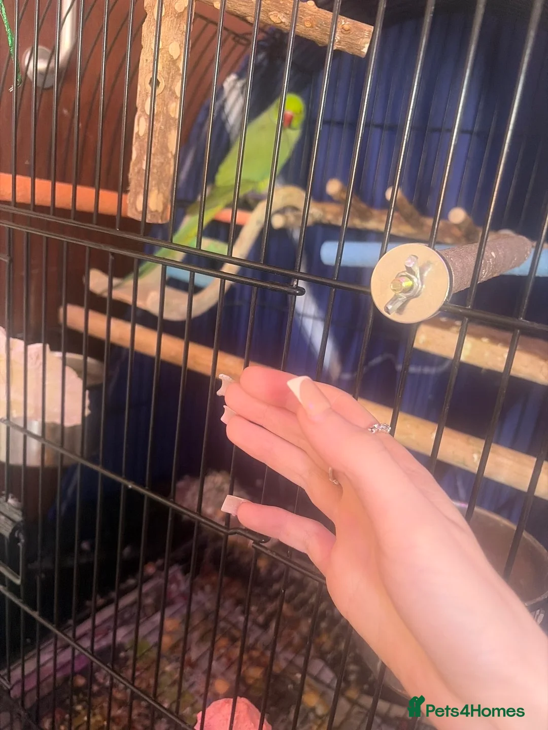 Ringnecks birds for sale: Beautiful male ringneck - Advert 2