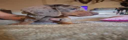 Dachshund dogs for sale: 3 beauifil dachshund puppys  - Advert 5