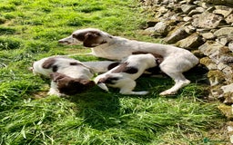 English Springer Spaniel dogs for sale: English Springer Spaniel Pups  - Image 7