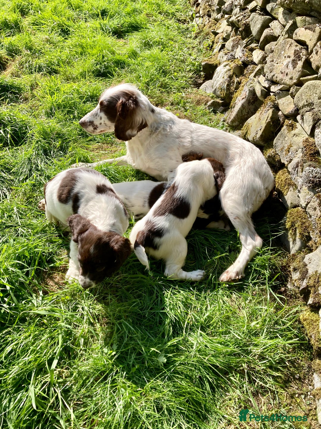 English Springer Spaniel dogs for sale: English Springer Spaniel Pups  - Image 7