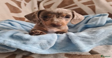 Miniature Dachshund dogs Miniature Smooth Haired Dachshund  - Advert 8