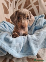 Miniature Dachshund dogs Miniature Smooth Haired Dachshund - Advert 1