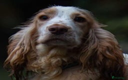 Cocker Spaniel dogs for sale: Cocker Spaniel puppies  - Image 24