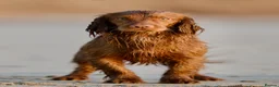 Cocker Spaniel dogs for sale: KC Health Tested Working Cocker Spaniel Puppies - Advert 9