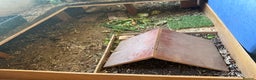 Tortoise reptiles for sale: Lovely Female Spur Thighed Tortoise For sale - Advert 6