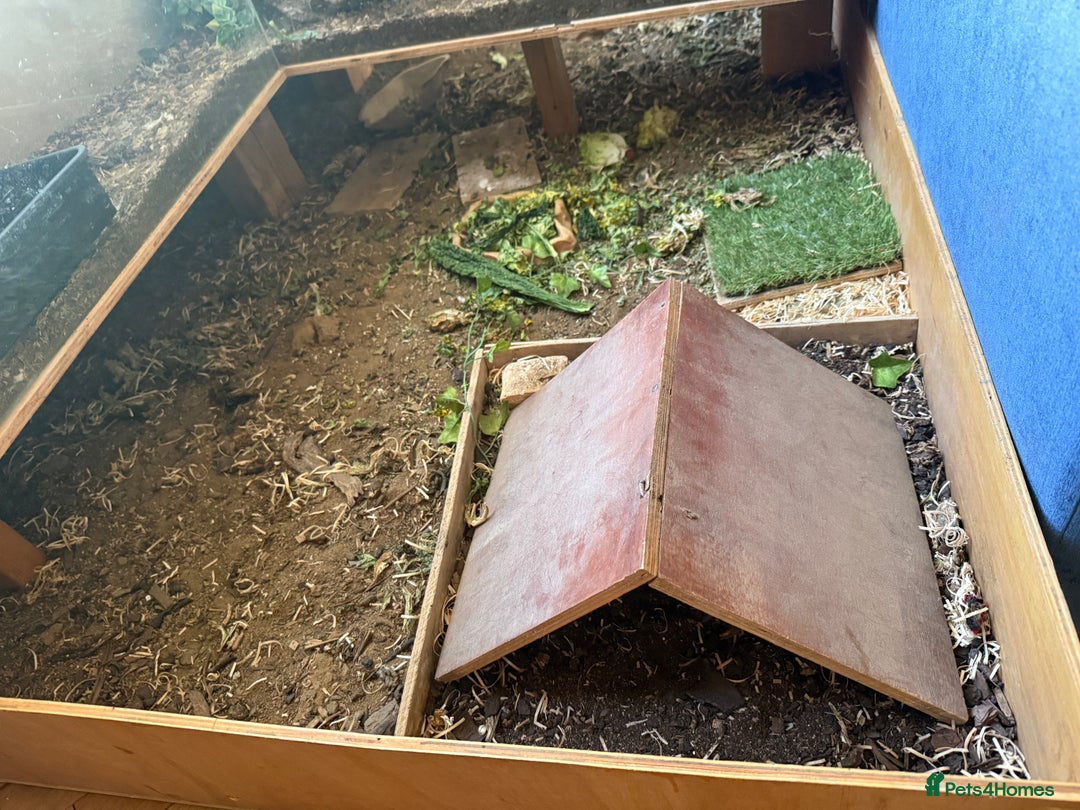 Tortoise reptiles for sale: Lovely Female Spur Thighed Tortoise For sale - Advert 6