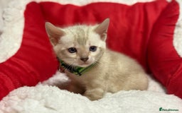 Bengal cats for sale: Bonnies Bengals  - Advert 8