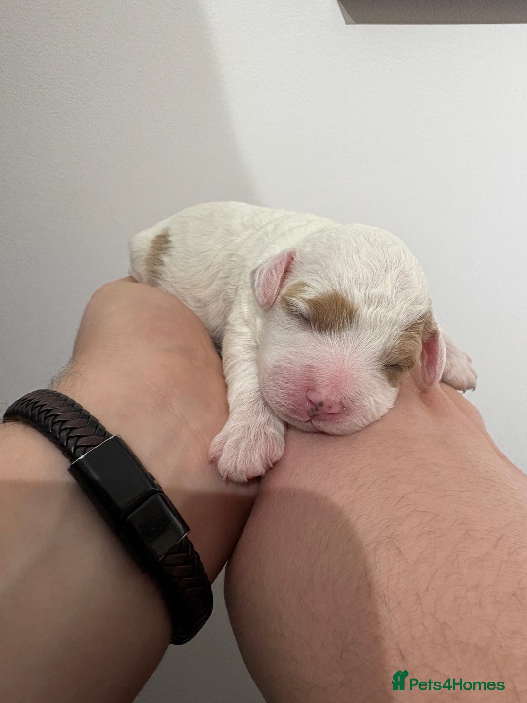 Cavapoo dogs for sale: 4 gorgeous cavapoo puppies - Advert 16